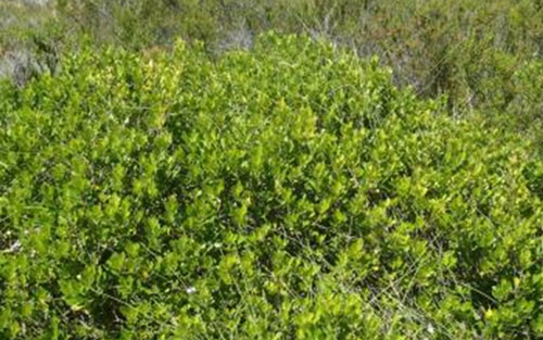 trees-and-hedges-Searsia