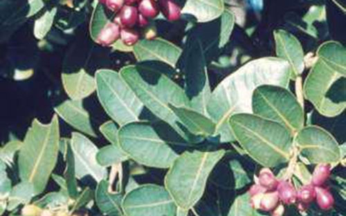 trees-and-hedges-Syzygium