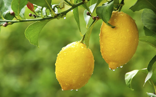 trees-and-hedges-lemon-eureka